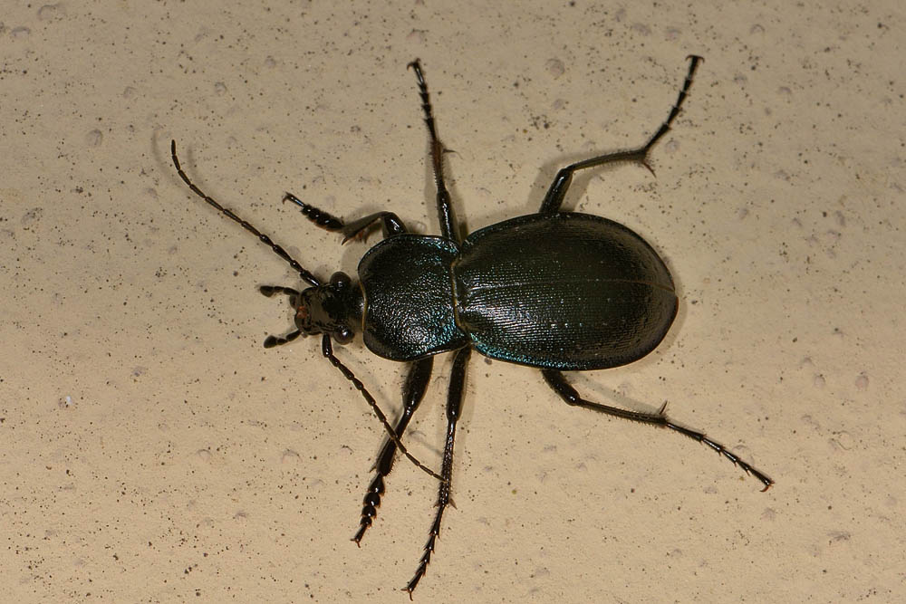 Carabus  convexus, maschio